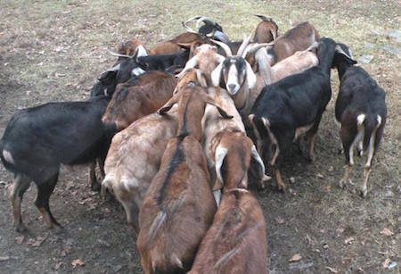 Goats-Circle-of-Unity