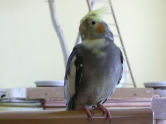 Chiva