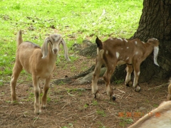 Tina and Bambi