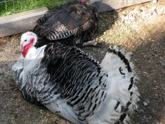 turkeys