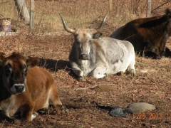 Sietchie, Marley, and Clifford