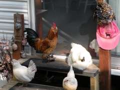 young chicken in trailer