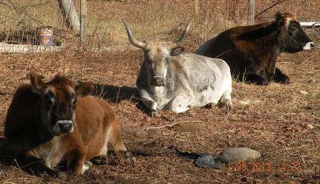 Cloa's Ark Animal Sanctuary