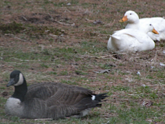 Ducks-and-Geese-Album-Cover