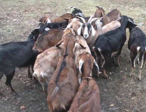 The Circle Of Unity