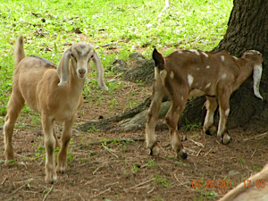 Tina and Bambi